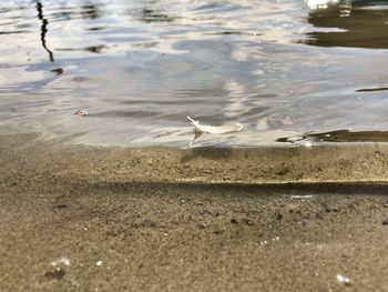 Seagulls on a lake