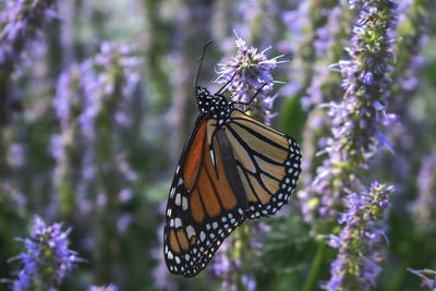 Close-up of butterfly pollinating on purple flower