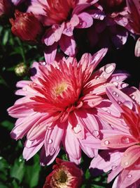 Close-up of flowers blooming outdoors