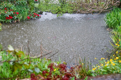 Close-up of plants growing outdoors