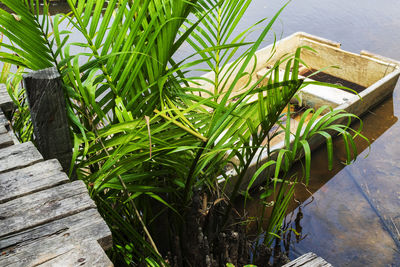 High angle view of plants by lake