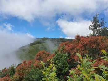 Plants and trees against sky during autumn