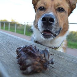 Close-up portrait of dog