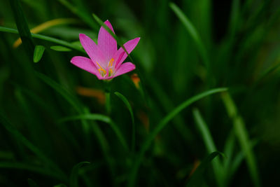 Close-up of pink flowering plant