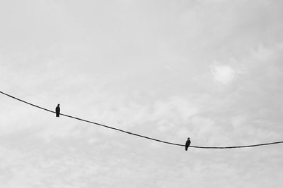 Low angle view of silhouettes of birds perching on cable