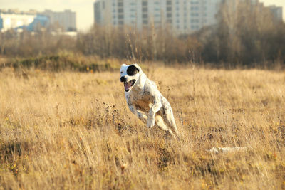 Dog running on field