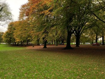 Trees in park during autumn