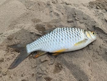 High angle view of fish on beach