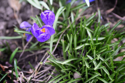 Close-up of purple crocus flowers on field