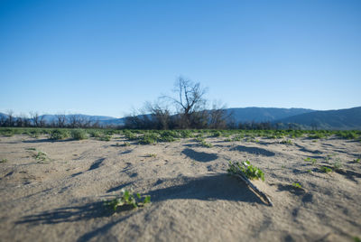 Scenic view of landscape against clear blue sky