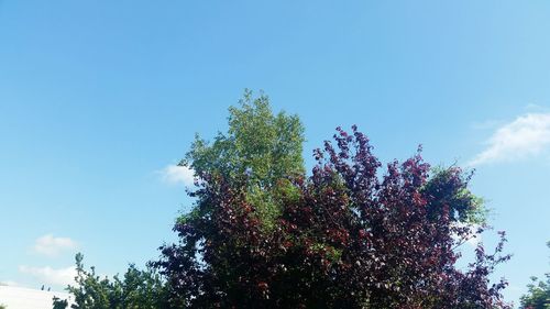 Low angle view of tree against blue sky