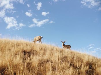 Low angle view of stags grazing on grassy hill against sky