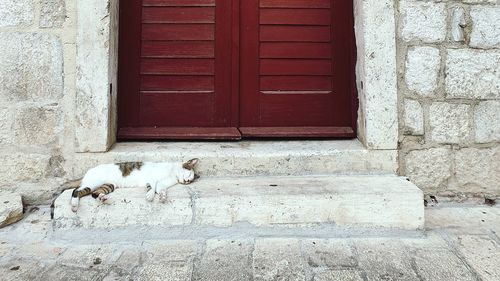 Door of a building with cat