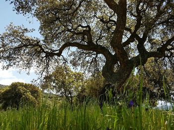 Trees growing on grassy field