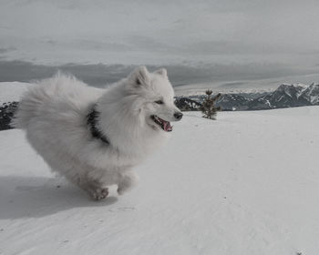 Dog on snow covered mountain against sky