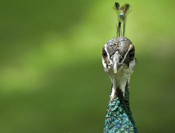 Close-up portrait of bird