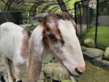 Close-up of goat