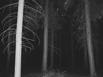 Close-up of bare trees at night