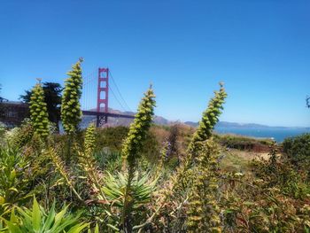 Plants growing on land against clear blue sky