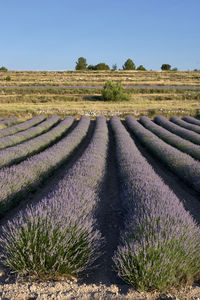 Scenic view of agricultural field against clear sky