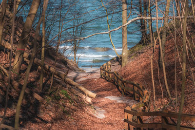 Scenic view of forest by sea against sky