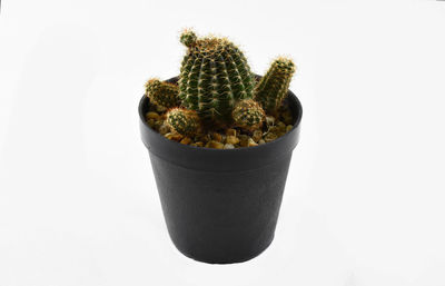 Close-up of succulent plant against white background