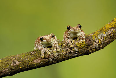 Close-up of frogs on branch