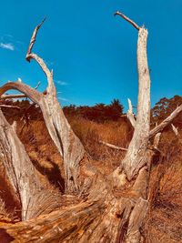 Driftwood on tree trunk against sky