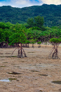 Scenic view of field