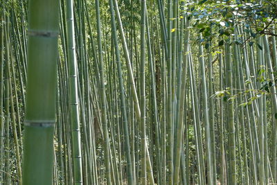 Bamboo forest, japan