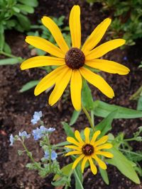 Close-up of yellow flower blooming in field