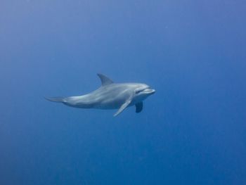 Close-up of tree against blue sky