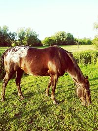 Horse grazing on field against sky