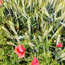 High angle view of plants growing on field