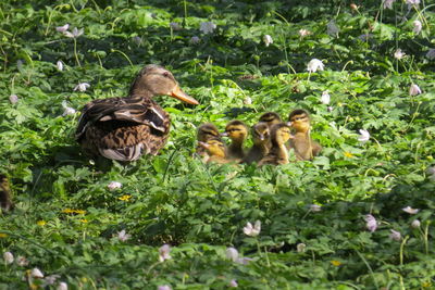 Mallard duck with ducklings on field