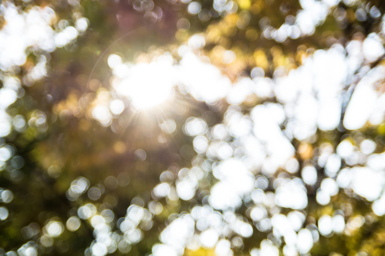 selective focus, defocused, lens flare, full frame, backgrounds, focus on foreground, close-up, sunlight, nature, no people, tranquility, outdoors, day, beauty in nature, surface level, sunbeam, abundance, growth, textured