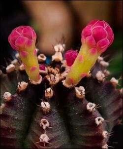 Close-up of pink flowers blooming outdoors