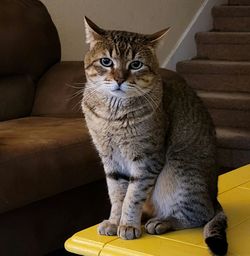 Portrait of cat sitting on sofa