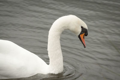 Swan swimming in a lake