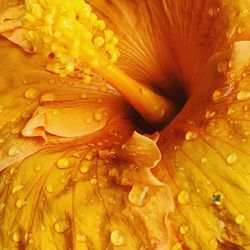 Full frame shot of water drops on yellow flower