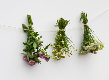 Freshly picked medical herbs hanging on white background