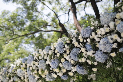 Low angle view of lichen growing on tree