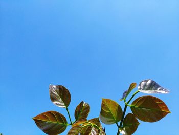 Low angle view of leaves against blue sky