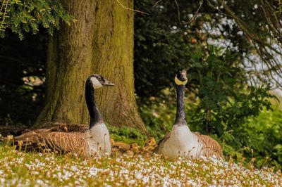 Canada geese near tree