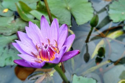 Close-up of purple flower blooming outdoors