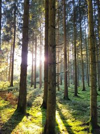 Sunlight streaming through trees in forest