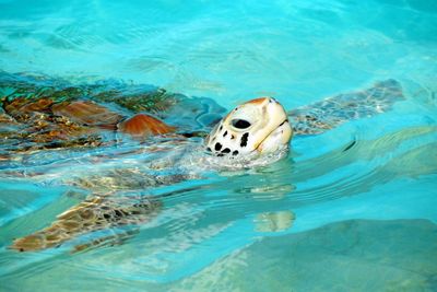 High angle view of turtle swimming in pond