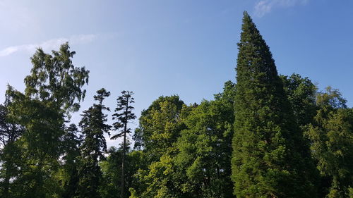 Low angle view of trees against sky