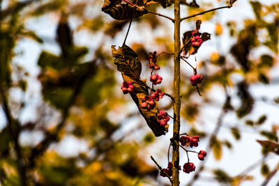 Low angle view of berries on tree