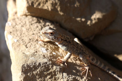 Close-up of lizard on wood